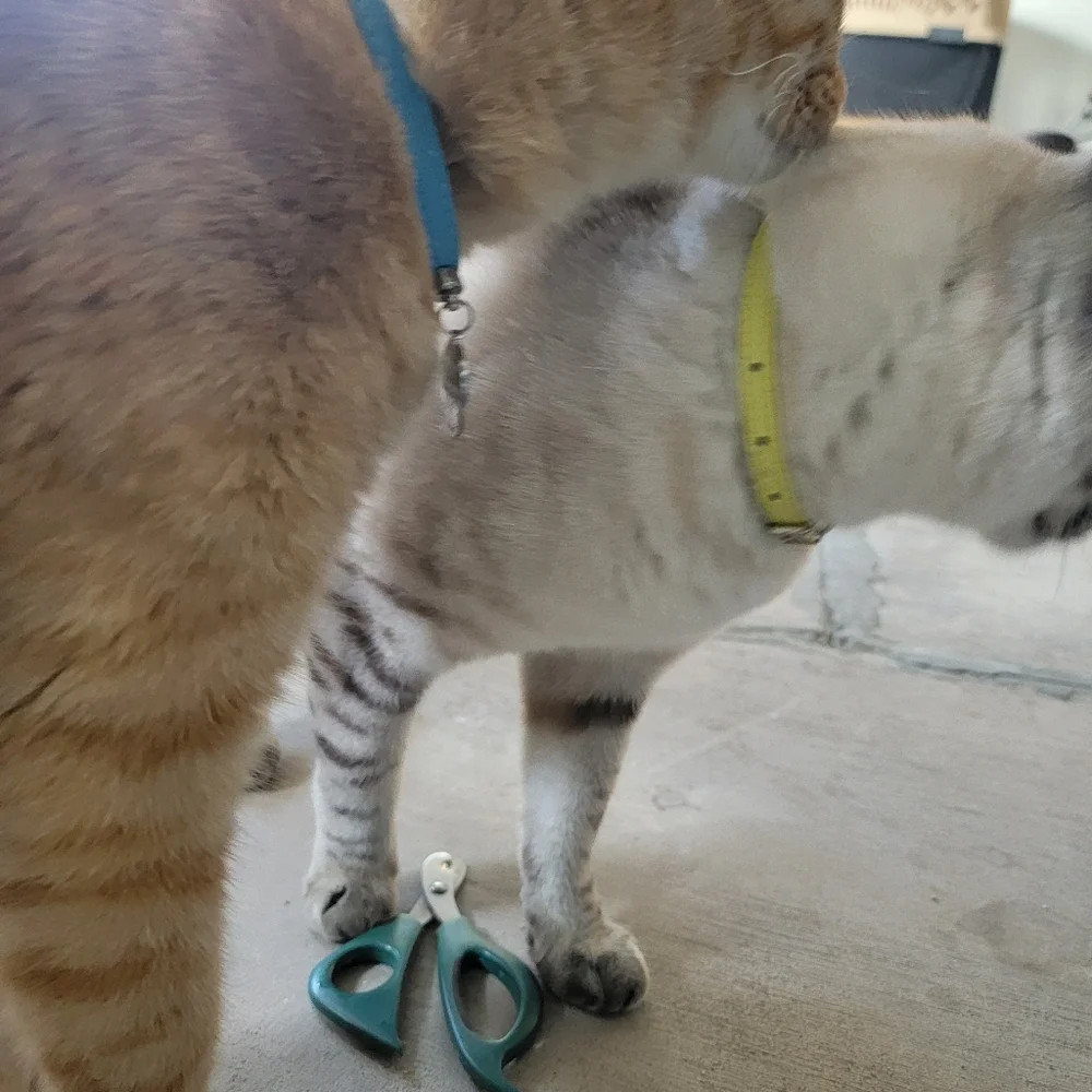 Cat Supplies: Collar, Bells, Dish, Food Scoop, Nail Trimmer, Litter Liners